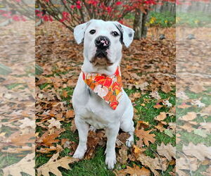 American Bulldog-Labrador Retriever Mix Dogs for adoption in Westminster, MA, USA