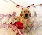 Small Photo #5 Golden Retriever Puppy For Sale in WASECA, MN, USA