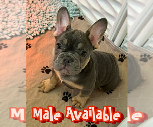 French Bulldog Puppy for sale in SAN DIEGO, CA, USA