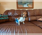 Small #2 Dachshund