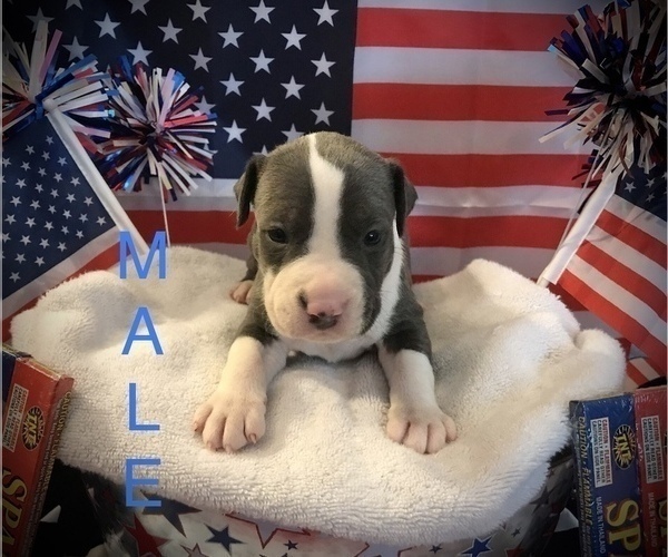 Medium Photo #2 American Bully Puppy For Sale in SALEM, IL, USA