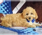 Small Photo #6 Australian Shepherd-Poodle (Toy) Mix Puppy For Sale in LEOLA, PA, USA
