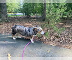 Small #2 Cardigan Welsh Corgi-Catahoula Leopard Dog Mix