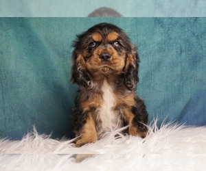 Cocker Spaniel Puppy for sale in WARSAW, IN, USA