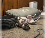 Small #16 American Staffordshire Terrier Mix