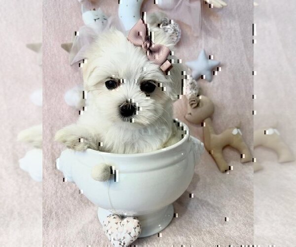 Medium Photo #14 Maltese Puppy For Sale in MIAMI, FL, USA