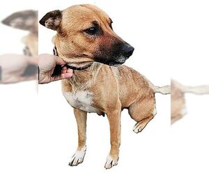 Flora - Female Australian Shepherd-German Shepherd Dog Mix Dog for Adoption - Photo #3