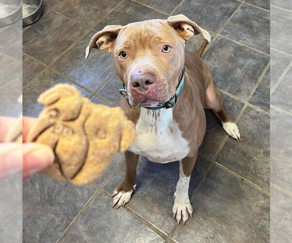 Medium Photo #6 American Pit Bull Terrier-Unknown Mix Puppy For Sale in Germantown, OH, USA