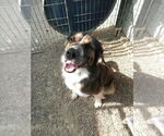 Small #4 Australian Shepherd Mix