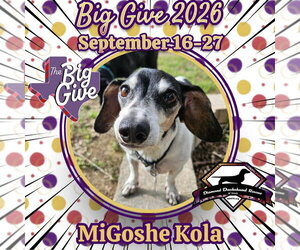 Dachshund-Unknown Mix Dogs for adoption in San Antonio, TX, USA
