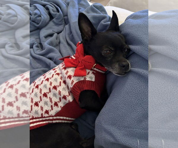 Medium Photo #10 Chihuahua Puppy For Sale in Oak Bluffs, MA, USA