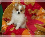 Image preview for Ad Listing. Nickname: Litter of 2