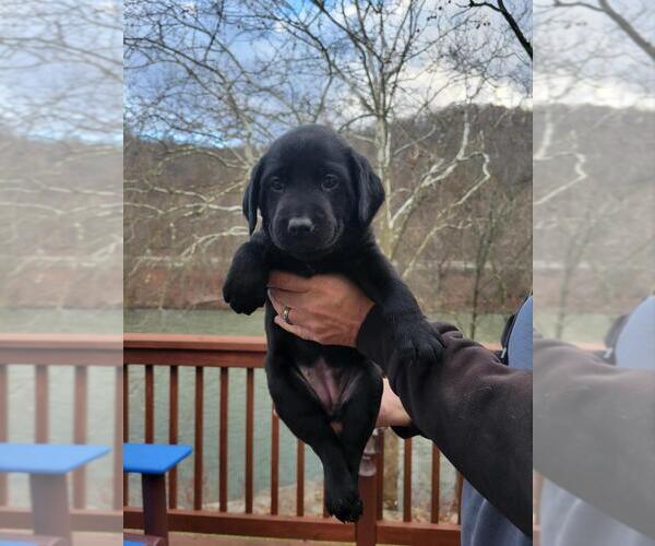 Medium Photo #7 Labrador Retriever Puppy For Sale in ROBINSON, PA, USA