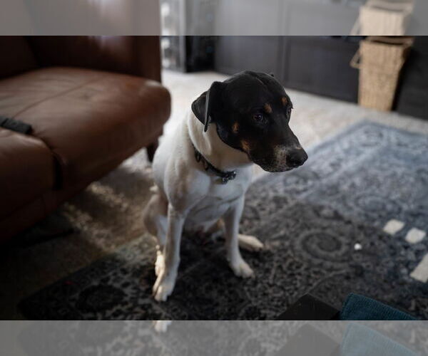 Medium Photo #10 German Shorthaired Pointer-Unknown Mix Puppy For Sale in Chandler, AZ, USA