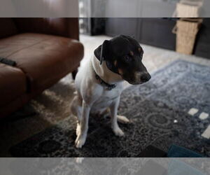 VON - Male German Shorthaired Pointer-Unknown Mix Dog for Adoption - Photo #10