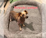 Small #5 Dachshund