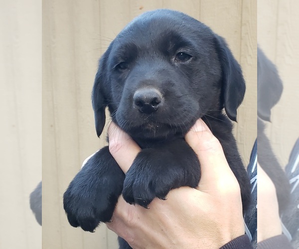 Medium Photo #85 Labrador Retriever Puppy For Sale in OLYMPIA, WA, USA