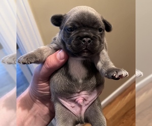 French Bulldog Puppy for Sale in HARTSVILLE, Tennessee USA