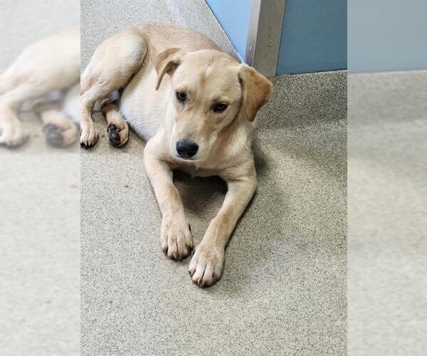 Medium Photo #1 Labrador Retriever-Unknown Mix Puppy For Sale in Newton, NC, USA
