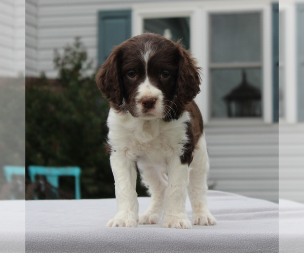 Medium Photo #3 English Springer Spaniel Puppy For Sale in GORDONVILLE, PA, USA