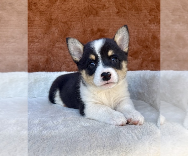 Medium Photo #9 Pembroke Welsh Corgi Puppy For Sale in OCALA, FL, USA