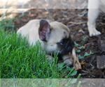 Small Photo #13 French Bulldog Puppy For Sale in LOUISVILLE, CO, USA