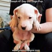 Small Photo #35 Dogo Argentino Puppy For Sale in PINEVILLE, MO, USA