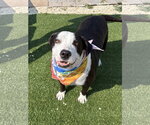 Small #4 American Staffordshire Terrier-Border Collie Mix