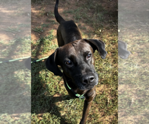 Mutt Dogs for adoption in Shelburne, VT, USA