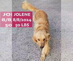 Small #5 Golden Retriever