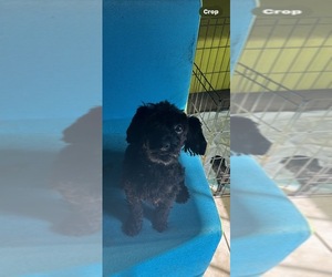 YorkiePoo Puppy for sale in WHITE OAK, GA, USA