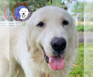 Great Pyrenees Dogs for adoption in Spring, TX, USA