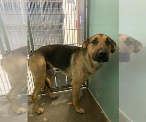 German Shepherd Dog Dogs for adoption in Camarillo, CA, USA