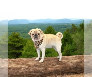 Father of the Pug puppies born on 02/25/2026