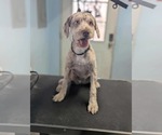 Small #2 Mutt