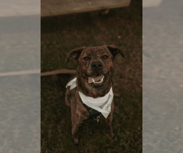 Medium Photo #3 Mutt Puppy For Sale in Westminster, MD, USA