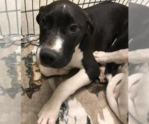 American Staffordshire Terrier-Unknown Mix Dogs for adoption in Conroe, TX, USA