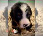 Small Photo #3 Bernese Mountain Dog Puppy For Sale in CLINTON, MO, USA
