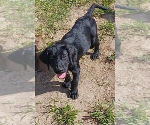 Labrador Retriever Puppy for sale in COLLINS, GA, USA