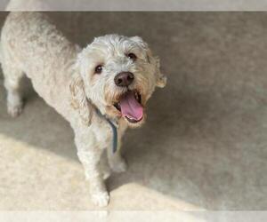Goldendoodle (Miniature) Dogs for adoption in South Lake Tahoe, CA, USA