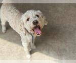 Small Goldendoodle (Miniature)