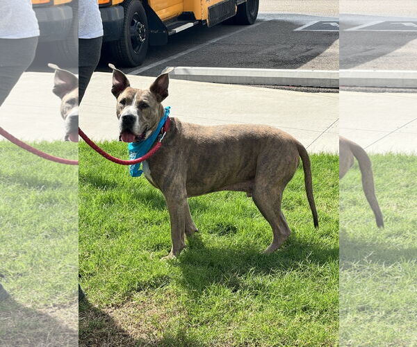 Medium Photo #16 American Pit Bull Terrier-Great Dane Mix Puppy For Sale in Munford, TN, USA