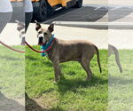 Small #15 American Pit Bull Terrier-Great Dane Mix
