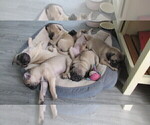 Small Photo #8 Pug Puppy For Sale in ROUND ROCK, TX, USA