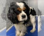 Small #2 Cavalier King Charles Spaniel