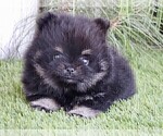 Small #8 Pomeranian