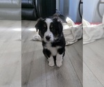 Puppy Puppy 2 Tip Miniature Australian Shepherd