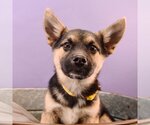 Small Photo #1 Australian Shepherd-Chihuahua Mix Puppy For Sale in Sheridan, CO, USA