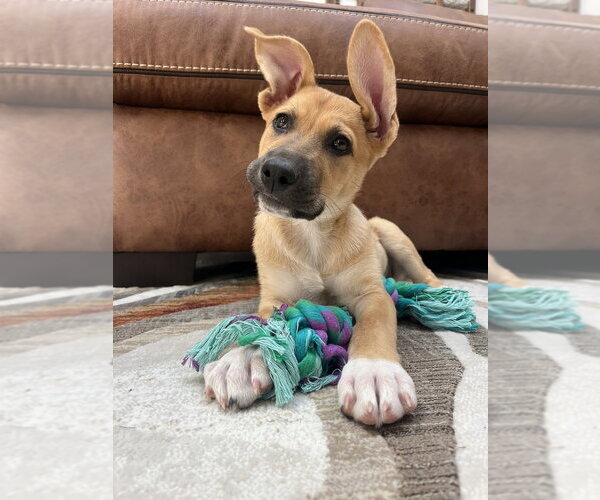 Medium Photo #2 Catahoula Leopard Dog-Unknown Mix Puppy For Sale in Lakewood, CO, USA