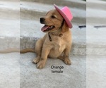 Small Photo #4 Golden Retriever Puppy For Sale in CATOOSA, OK, USA